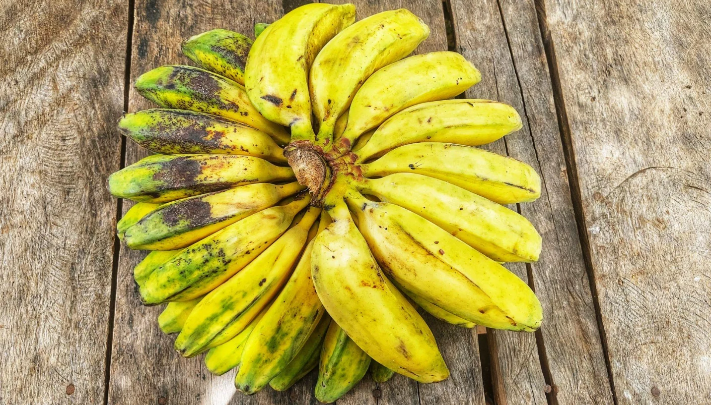 Pisang Mas Tinoor & Hortikultura